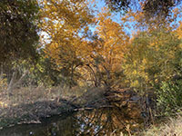 Trees with fall colors along Escondido Creek