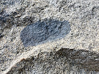 A speckled crystalline granitic rock with an oval-shape dark basalt inclusion about 6 inches long.