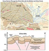 Hypothetical cross section through the Chino Hills showing the Whittier and Chino Faults.