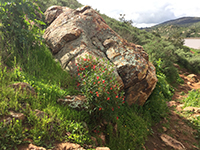 Flowers and pKm boulder along the Bernardo Bay Trail