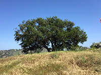 Coastal oak with grasslands.