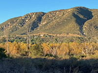 Riparian habitat along Del Dios Creek from Park Road.