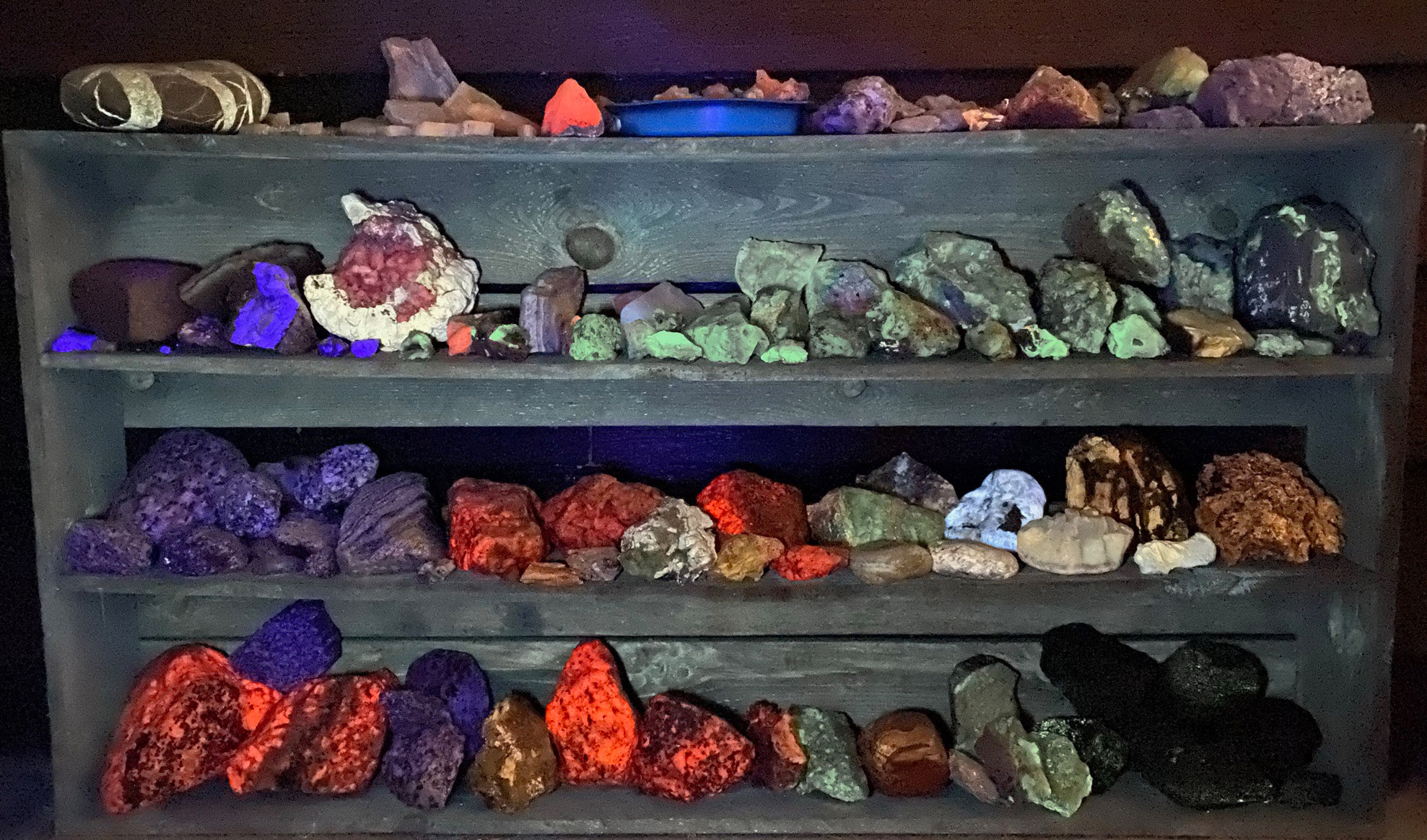 4 shelves of rock and  minerals samples under mid-wave ultraviolet  lighting.