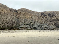 Gray shale beds in the Ardath Shale on Blacks Beach are susceptible to landsliding. 