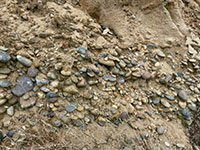 Poorly consolidated conglomerate (beach pebbles/cobbles) in the Lindavista Formation