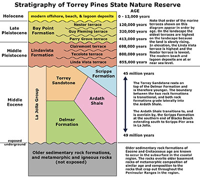 Stratigraphy of Torrey Pines State Nature Reserve in a generalize stratigraphic column.