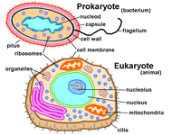 Structure of Projaryotes and Eukaryotes.