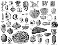 Common Mississippian invertebrate fossils