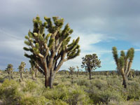 A Joshua Tree forest on Cima Dome in the Mojave National Preserve, California. 