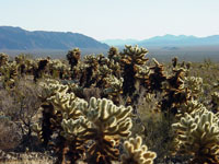 Teddy-Bear Cholla forest in Pinto Basin in Joshua Tree National Park. 