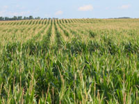 Typical view of Indiana corn fields.