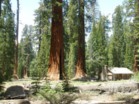 Giant Sequoia trees in Yosemite National Park. 