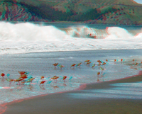 Birds on Baker Beach with crashing waves