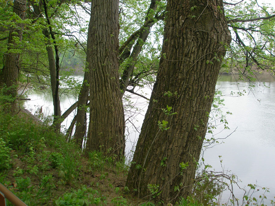 View of trees along the banks of the Scioto River.