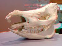 Rhinoceras skull