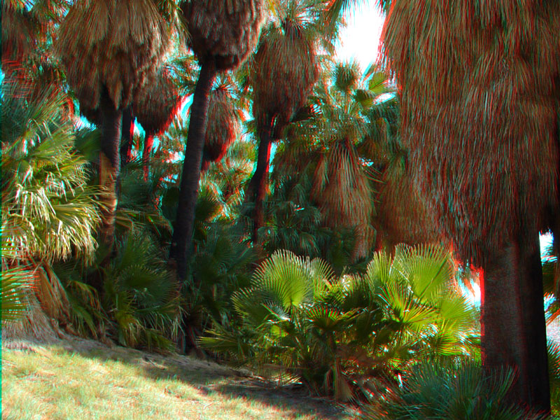 Desert fan palms in the Willis Grove