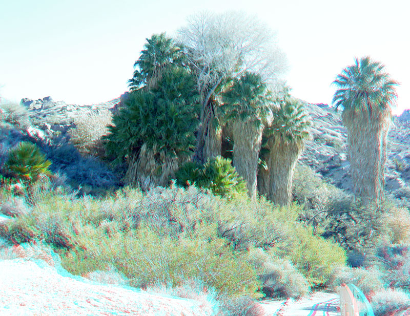 Desert Fan Palms at Cottonwood Springs in Joshua Tree National Park