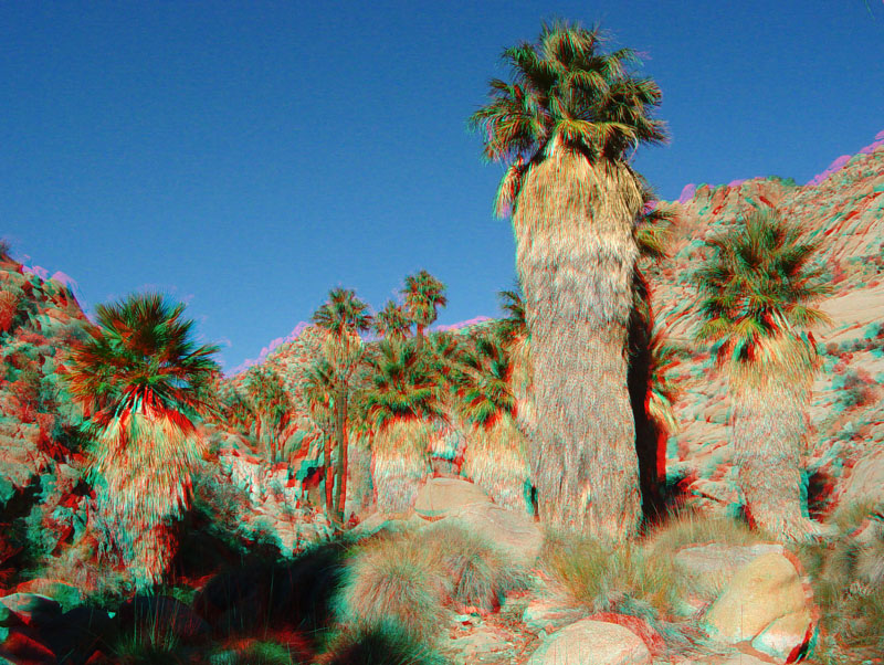Lost Palms Oasis in Joshua Tree National Park