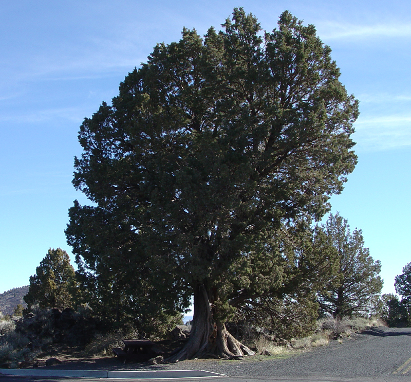 Pinyon Pine near Merrill Cave