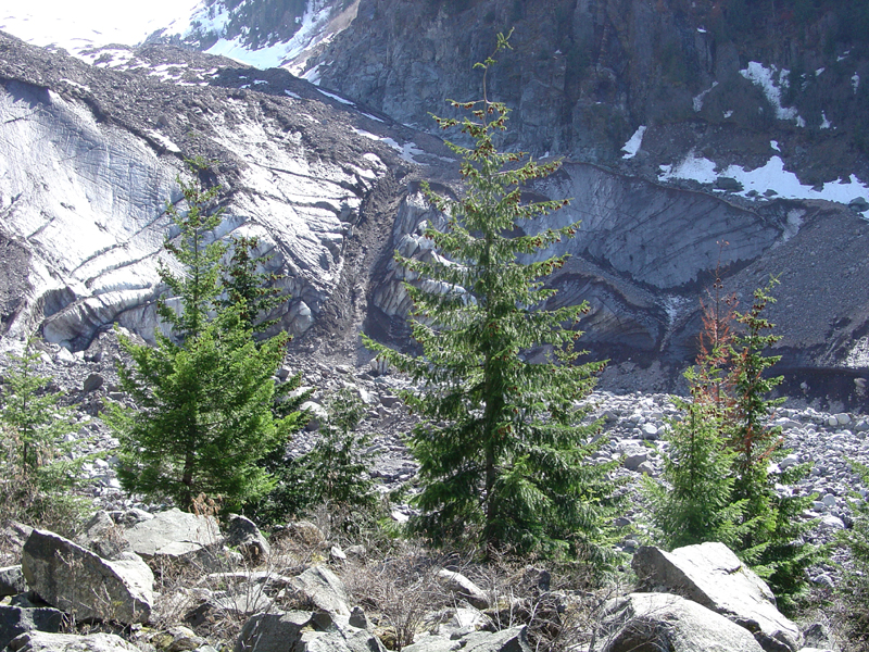 Conifers below Carbon Glacier