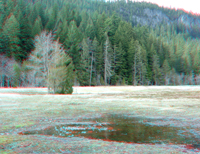 Springs in Langmire Meadow