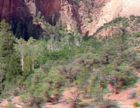Aspens in Betatakin Canyon 