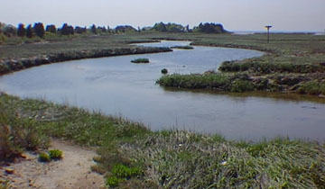 Tidal creek and salt marsh on Raritan Bay side of Sandy Hook