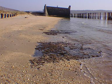 Evidence of beach erosion on Sandy Hook along Raritan Bay