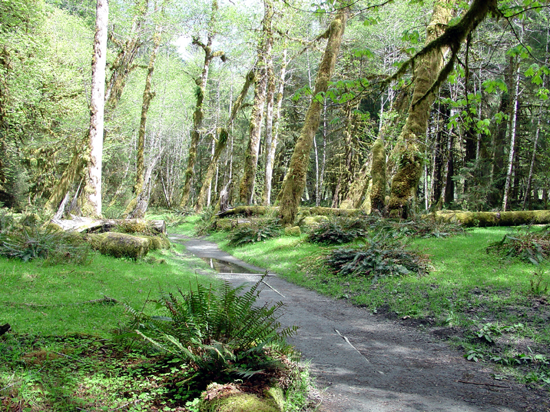 Spruce Trail in Hoh Rain Forest