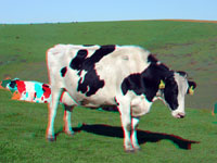 Seemingly content cattle