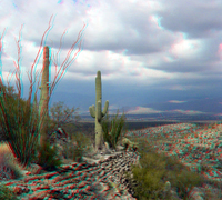 Ocotillo and saguaros