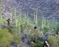 Saguaro forest - West Unit
