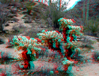 choola cactus