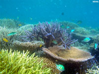 Coral reef made up of calcaeous orgainsims in nutrient-rich waters.