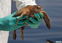 Turtle being rescued from oil spill