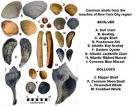 Common shells from the New York City region