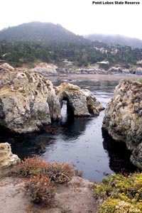 Tide Pool at Point Lobos SP, CA
