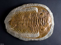 Trilobite (Ordovician)