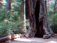 Giant redwood in Big Basin State Park, CA