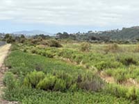 The San Dieguito River flows into a freshwater marsh in the lowland valley near the coast.