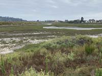 Salt marsh and tidal flats of the San Dieguito Lagoon area