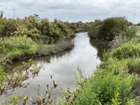 Transition from freshwater marsh to saltwater marsh along the San Dieguito River.