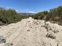 The stream channel of Santa Ysabel Creek in San Pasqual Valley in summer is dry sand.