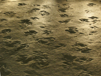 Tracks at Dinosaur State Park