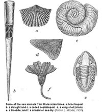 Ordovician fossils