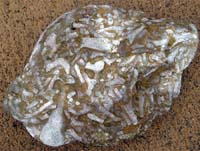 Limestone with bryozoan fossils