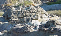 Tafoni on sandstone outcrops at Bean Hollow State Beach, California
