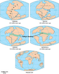 Breakup of Pangaea ainto Gondwana and Laurasia, and formation of the Tethys Seaway.