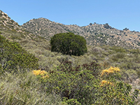 Laural sumac (bush) and dodder (orange parasitic plant) along trail.