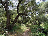 Large Coastal Oak trees along the Oak Grove Trail.